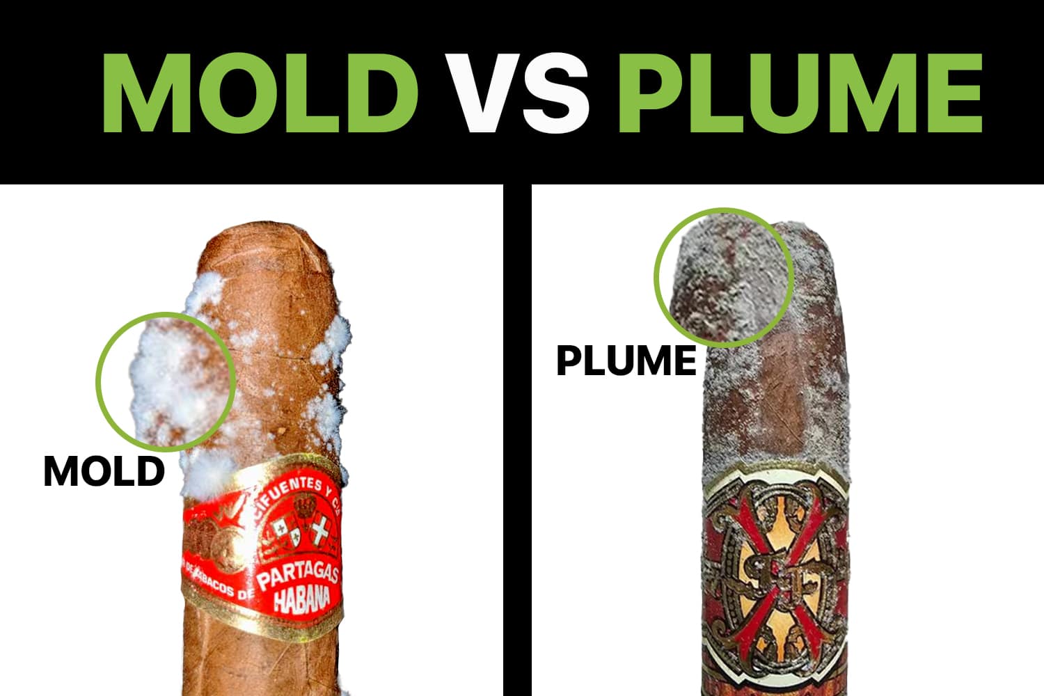 Mold vs Plume